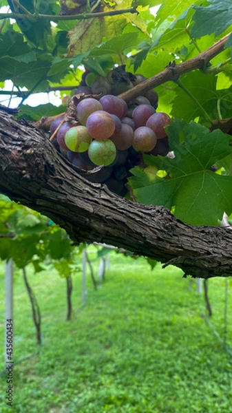Obraz grapes on the vine