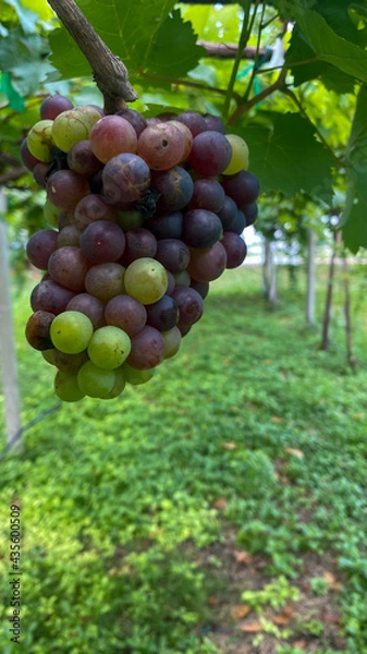 Obraz grapes on the vine