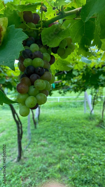 Obraz grapes on the vine