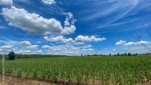 Obraz field and sky