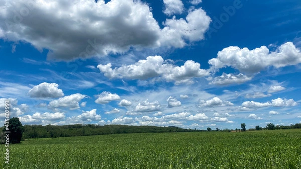 Obraz field and blue sky