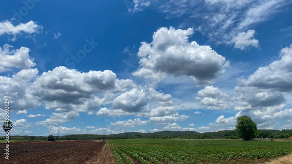 Obraz field and sky