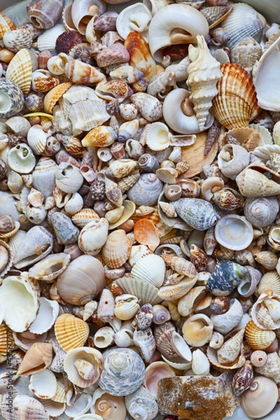 Fototapeta seashells