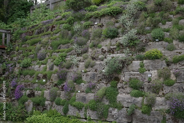 Obraz Wand mit Pflanzen