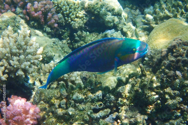 Fototapeta parrot fish from the egypt