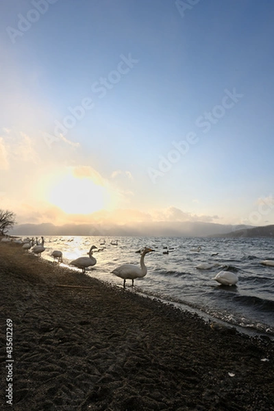 Fototapeta 北海道_屈斜路湖_砂湯温泉に集まる白鳥たち