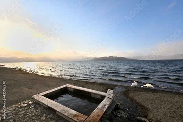 Fototapeta 北海道_屈斜路湖_砂湯温泉に集まる白鳥たち