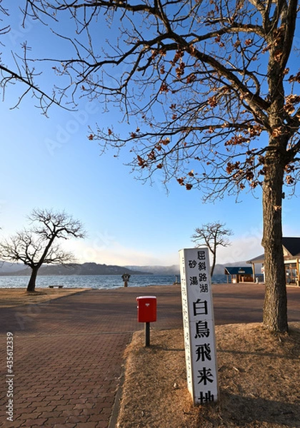 Fototapeta 北海道_屈斜路湖_砂湯温泉に集まる白鳥たち