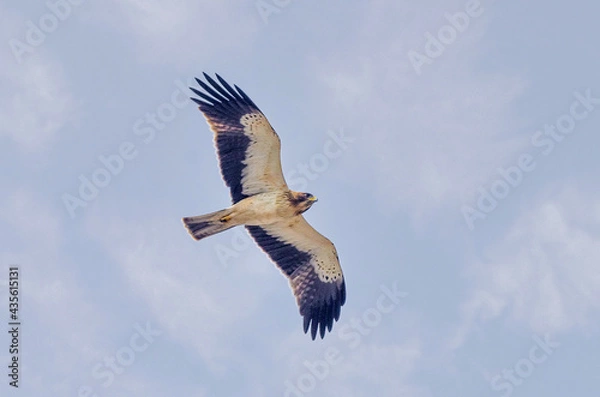 Obraz Booted eagle pale morph flying above head