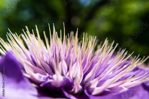 Obraz Violet flower in the botanic garden