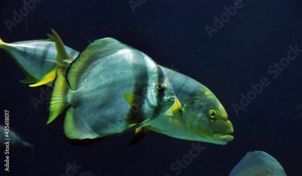 Obraz Haus des Meeres Wien