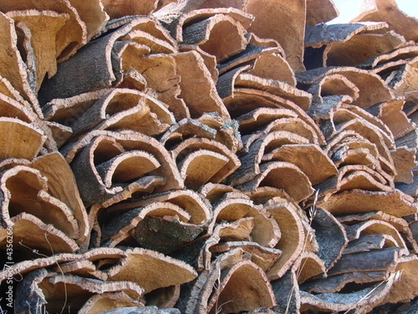 Obraz Recolte de chène liège