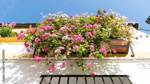 Obraz Flowers in the Balcony