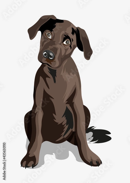Fototapeta Cute black funny dog. Puppy. Black great dane. A beautiful black puppy with big eyes wags its tail and sitting on a ground. Isolate. Vector illustration