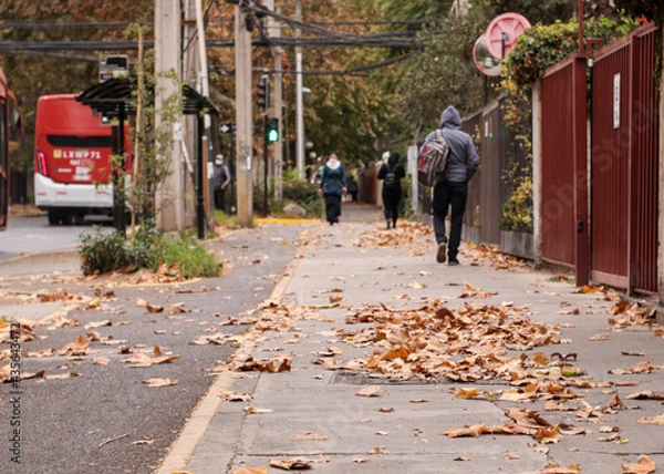 Obraz walking and leaves