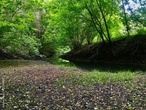 Obraz footpath in the woods