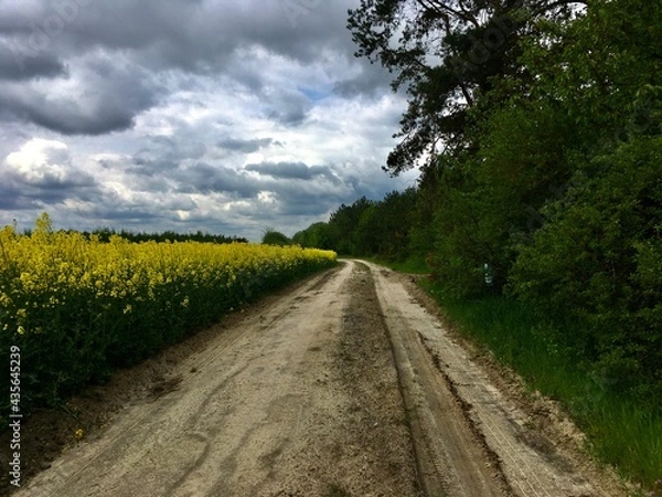 Obraz road in the field