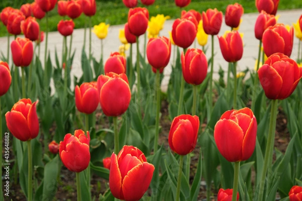 Fototapeta Tulips in the summer park view from above