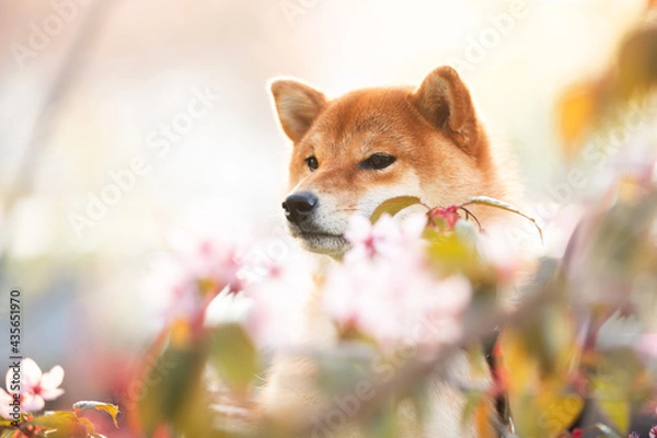 Fototapeta Beautiful red shiba inu dog on cherry blossom's background. Japanese shiba dog and blooming sakura. Hanami