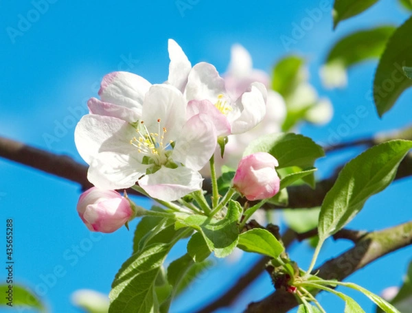 Obraz Blooming apple tree in the spring garden