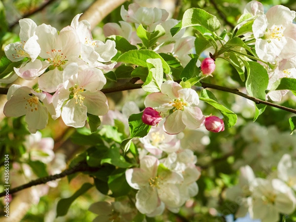 Obraz Blooming apple tree in the spring garden