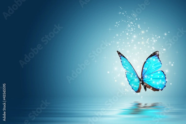 Obraz motyl