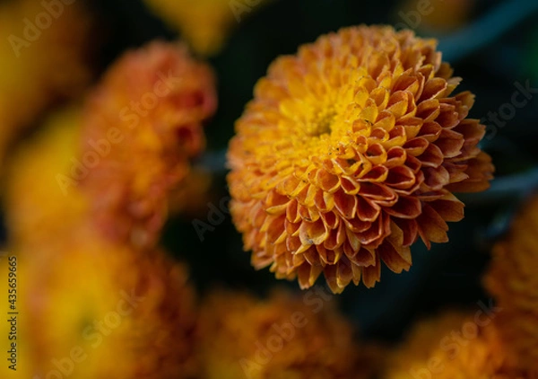 Obraz close up of yellow flower