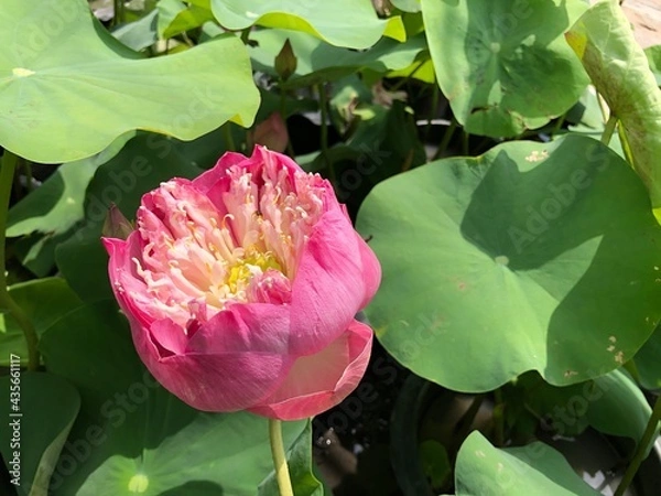 Obraz pink lotus flower bud in green leafs on the morning time. Lotus is the symbol of purity in buddhism.