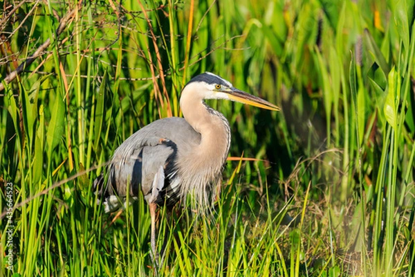 Obraz Great Blue Heron at Lake Wier