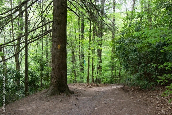 Obraz Hawk Falls Hiking Trail Poconos PA