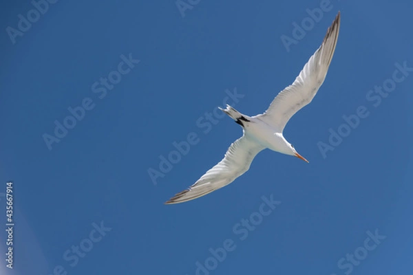 Obraz seagull in flight