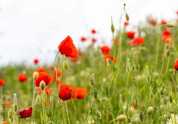 Obraz Klatschmohn im Wind