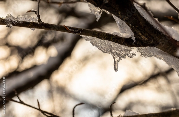 Obraz Eis am winterlichen Ast