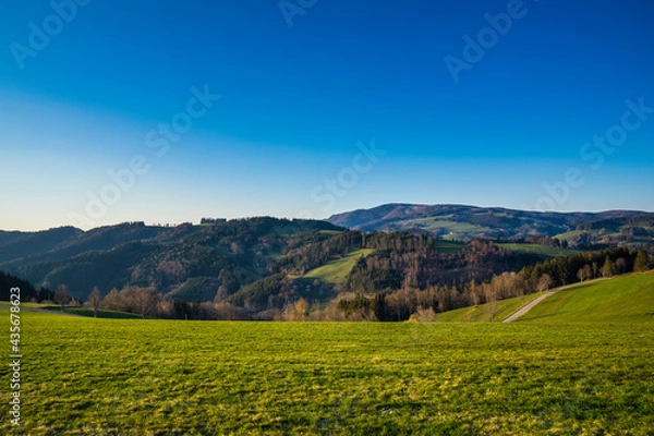 Obraz Germany, Warm evening sunlight shining on green pastures and trees at edge of the forest in schwarzwald nature landscape under blue sky