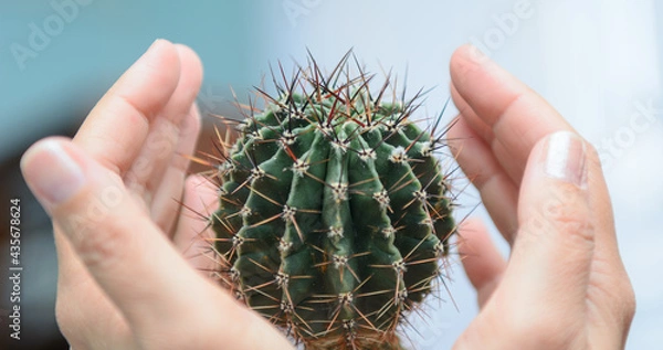 Obraz Female palms are wrapped around a prickly cactus. Concept - to calm down an irritated person