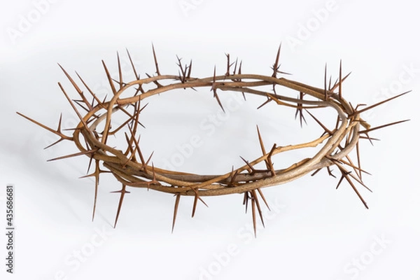 Fototapeta crown thorn thorny white background top view