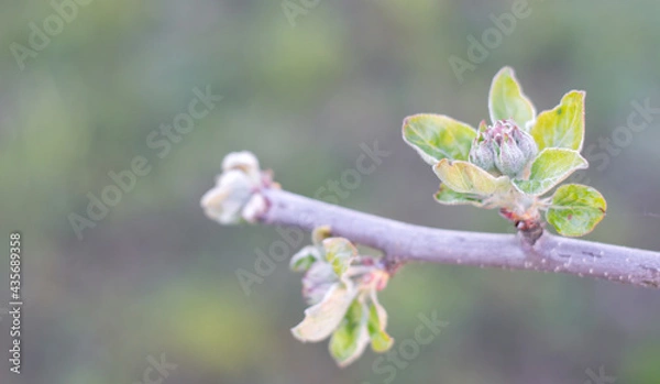 Fototapeta Apple Flowering Close up on blurred background