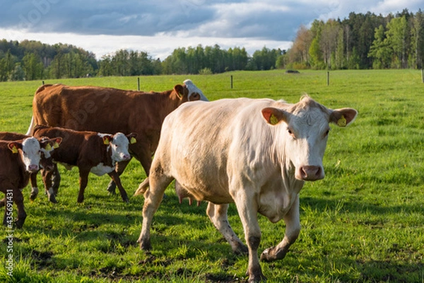 Fototapeta Vasteras, Sweden Cows in a green field.