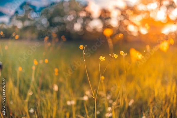 Fototapeta Abstract soft focus sunset field landscape of yellow flowers and grass meadow warm golden hour sunset sunrise time. Tranquil spring summer nature closeup and blurred forest background. Idyllic nature