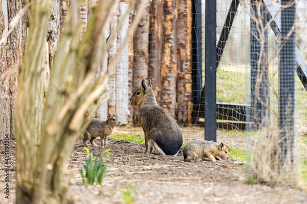 Obraz Mara with children 