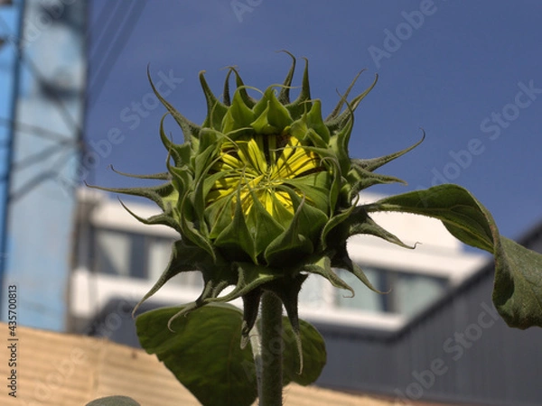 Obraz sunflower against blue sky