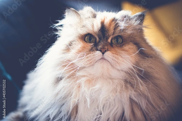 Obraz fluffy cat looks at camera