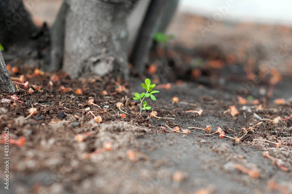 Fototapeta sprout in the ground