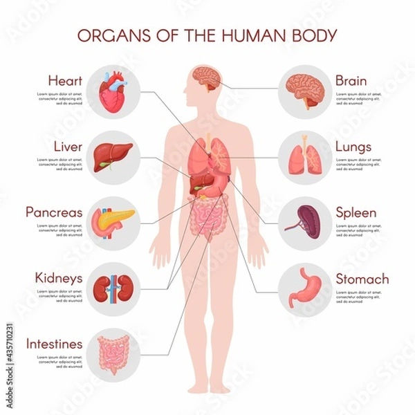 Fototapeta Human anatomy infographic elements with set of internal organs isolated on white background and placed in male body.