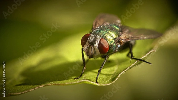 Fototapeta fly on leaf