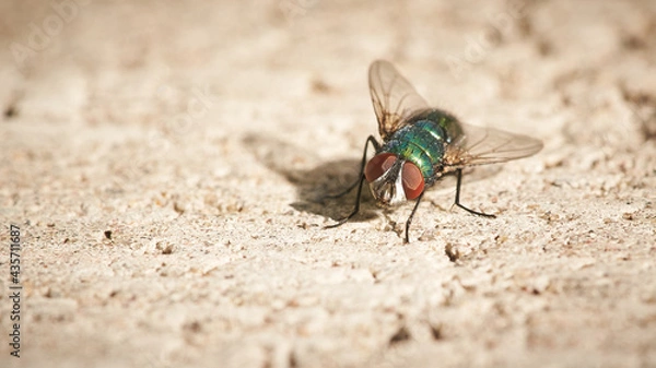 Obraz fly on the wall