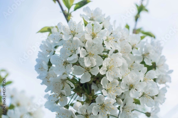 Fototapeta Spring color