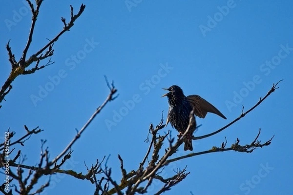 Obraz singender Star