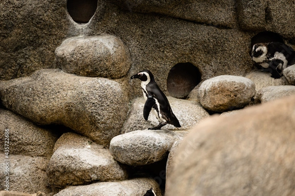 Obraz penguin on the rocks