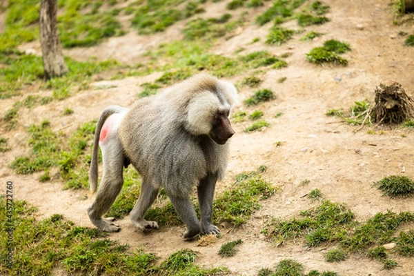 Fototapeta baboon